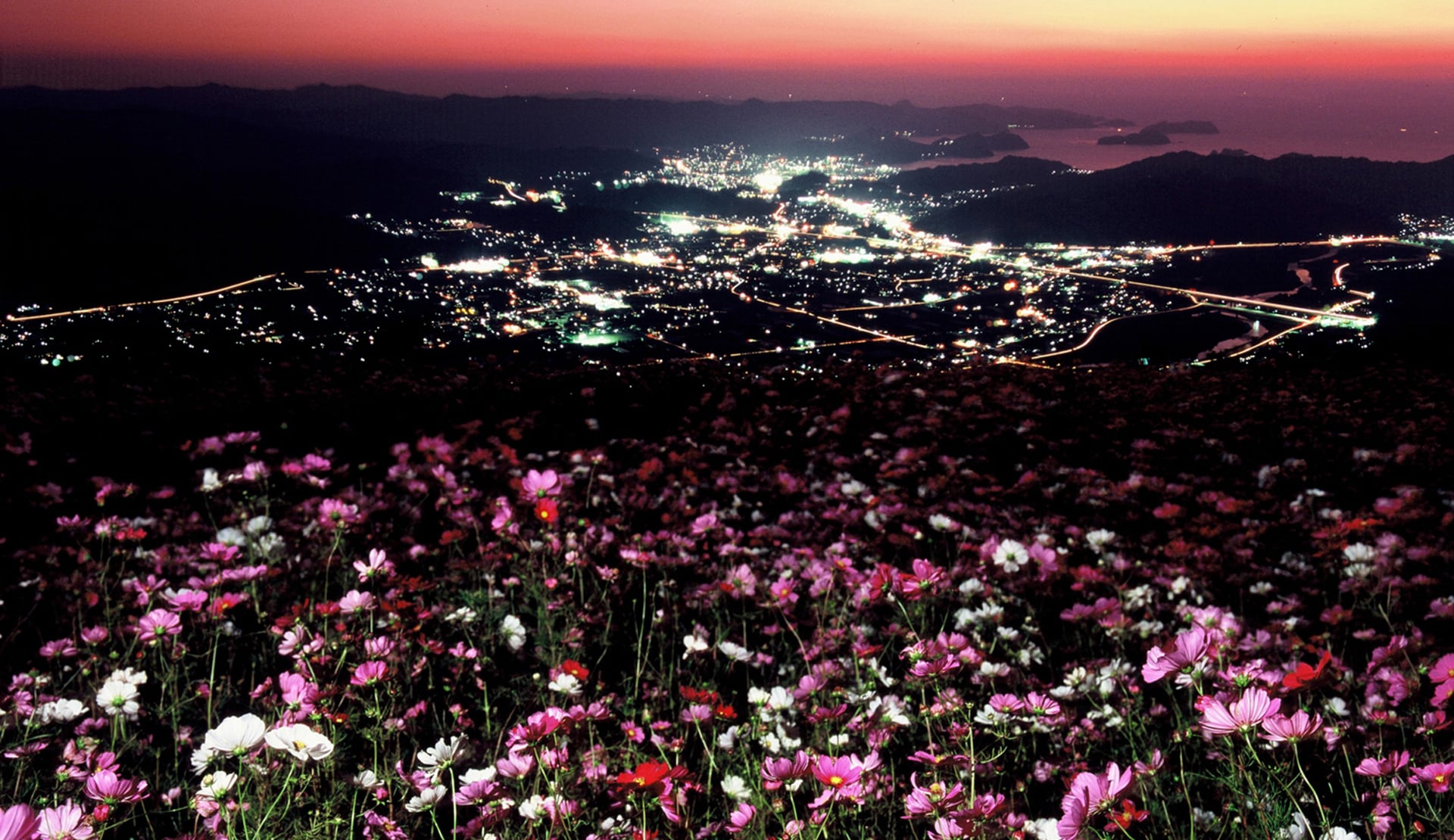 凱旋門 賞 ブック メーカーコスモスパーク