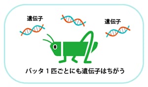 バッタ1匹ごとにも遺伝子はちがう