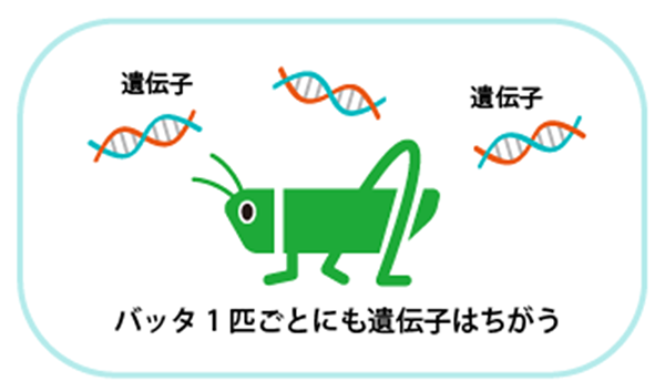 バッタ1匹ごとにも遺伝子はちがう
