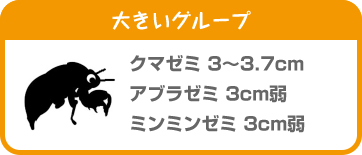 大きいグループ クマゼミ 3~3.7cm アブラゼミ 3cm弱 ミンミンゼミ 3cm弱
