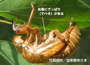 クマゼミにはでべそがあるよ! お腹にでっぱり(でべそ)がある 写真提供/加来繁幸さま
