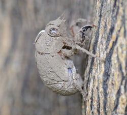 ニイニイゼミのぬけがらは土まみれだよ!