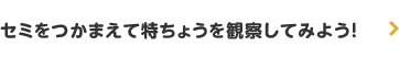 セミをつかまえて特ちょうを観察してみよう!
