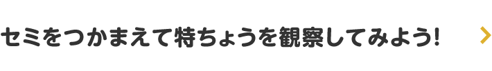 セミをつかまえて特ちょうを観察してみよう!