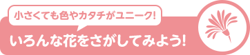 小さくても色やカタチがユニーク! いろんな花をさがしてみよう!
