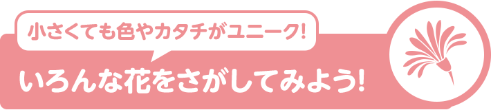 小さくても色やカタチがユニーク! いろんな花をさがしてみよう!