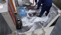 〈除去作業の様子〉