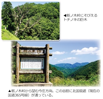 上:栃ノ木峠にそびえるトチノキの巨木 下:栃ノ木峠から望む今庄方向。この谷筋に北国街道(現在の国道365号線)が通っている。