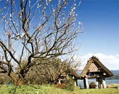 梅の花が春の訪れを告げる三方湖畔（伊良積）